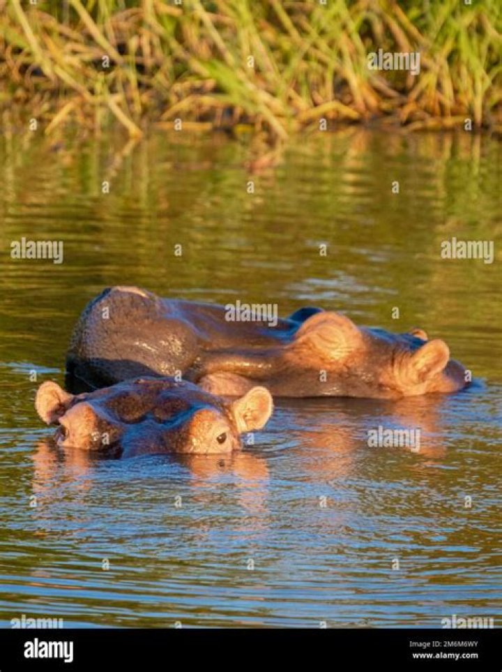 2 Hippos Captivate St. Lucia's Streets