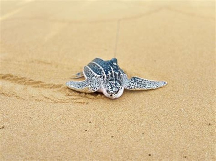 3D Printing: Bringing Turtles To Life