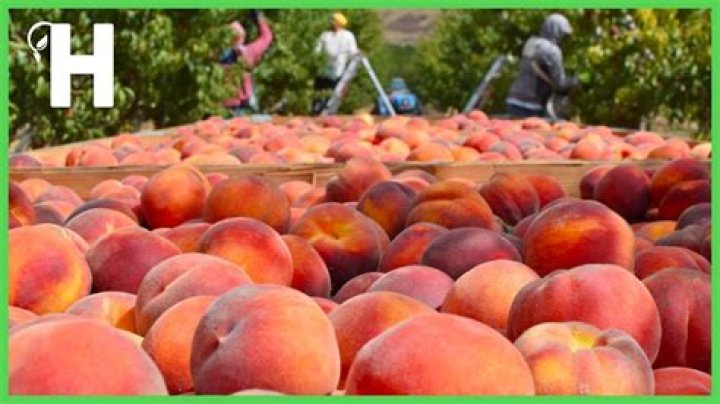 A Guide To Enhanced Peach Production