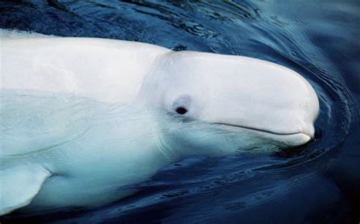 All About Beluga Whales: The White Wonder Of The Arctic