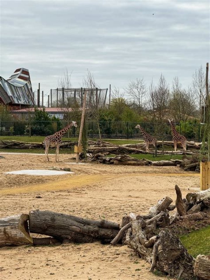 Bellingham, Zambia: A Haven In The Heart Of Africa