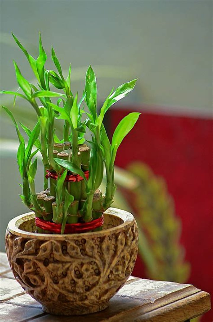 Can you use artificial plants in Feng Shui?