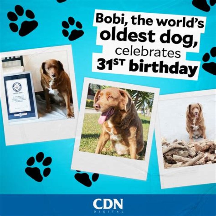 Celebrating Bobi, The World's Oldest Dog, On His Remarkable Birthday