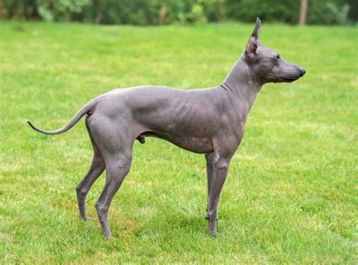 Discover The Hairless Dog Breeds: Experience The Unique Allure Of Dogs Without Fur
