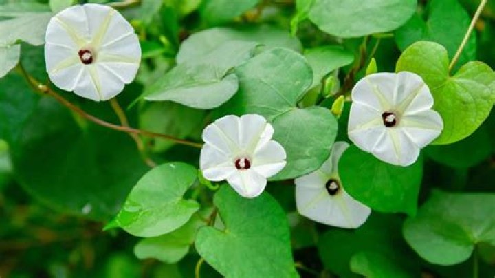 Elizabeth Gillies' Romantic History: A Comprehensive Guide