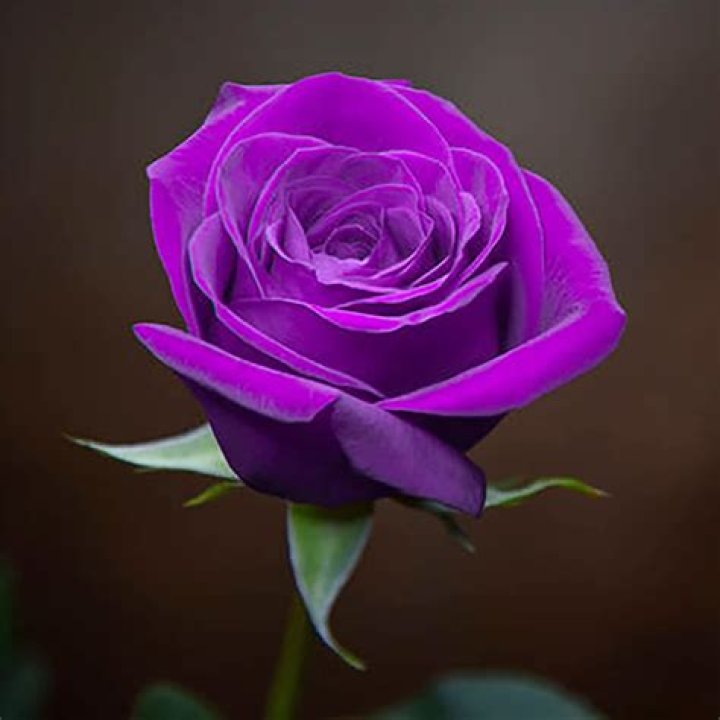 Explore Henry Winkler's Children | Complete Guide To Their Lives