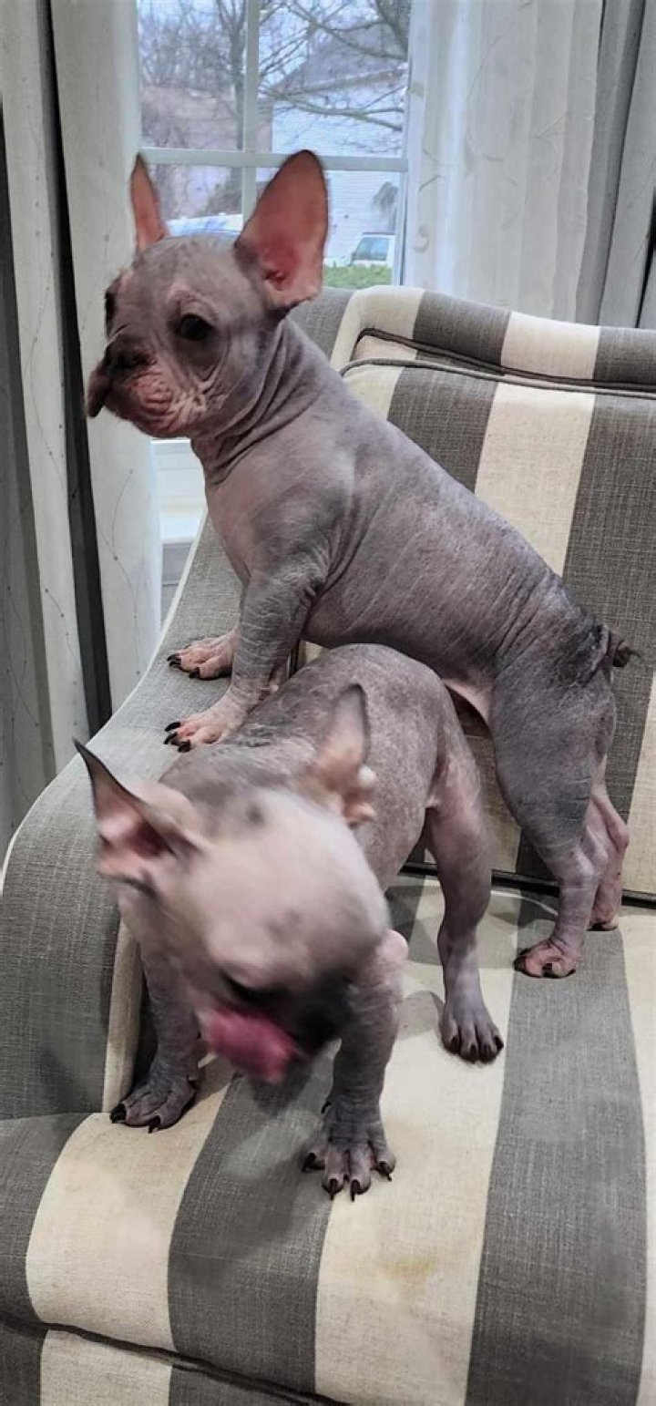 Hairless Dogs: The Unique Charm Of Bald Canines