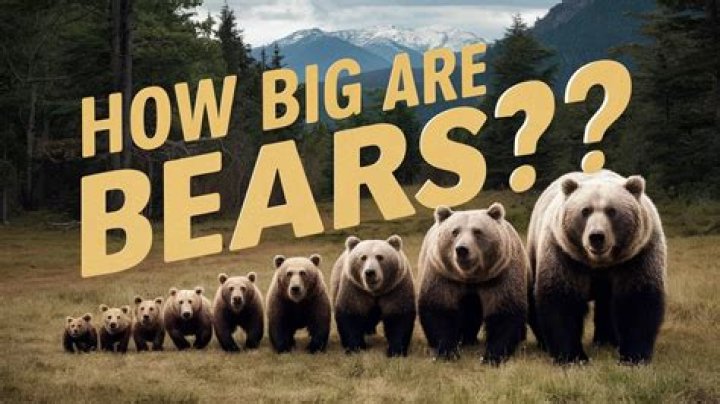 How Colossal Can A Bear Grow? Uncover The Towering Heights Of These Mighty Mammals