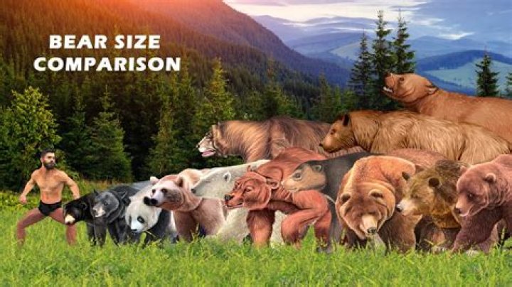 How Tall Do Bears Get? Exploring The Heights Of These Majestic Creatures