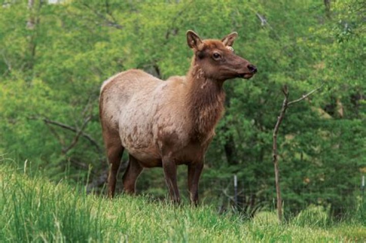 Joe Lewis And Jane Lewis' Enduring Love And
