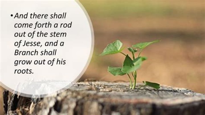 Jude Bellingham's Mother: A Unraveling Of His Roots