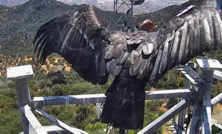 Largest Flying Birds in the World