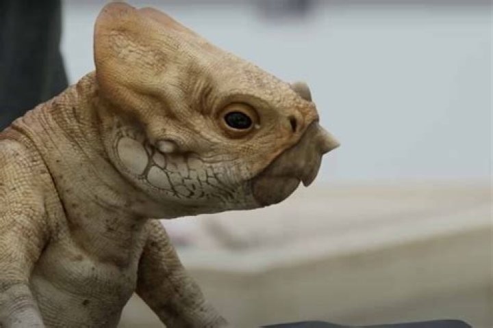 Meet Dolores Catania's New Flame