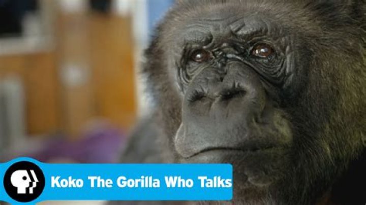 Meet Koko The Legendary Gorilla: A Trailblazing Primate