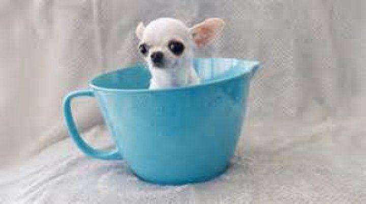 Meet The World's Tiniest Woman: Age And Astonishing Stats