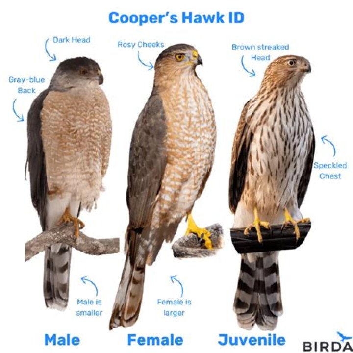 Monitor Your Google Rankings Like A Hawk: Essential Tools And Expert Tips