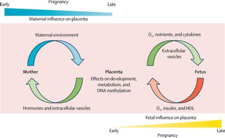 Myolie Wu's Pregnancy And Beyond