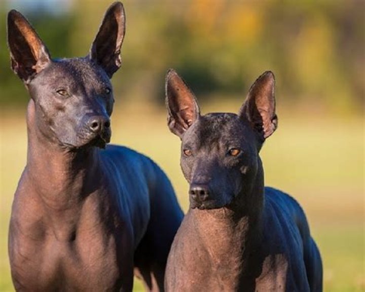 The Essential Guide To Hairless Dogs: Your Comprehensive Resource