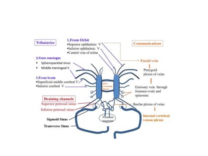 The Essential Guide To The Laminated Yamal Muscle: Functions, Anatomy, And Clinical Significance