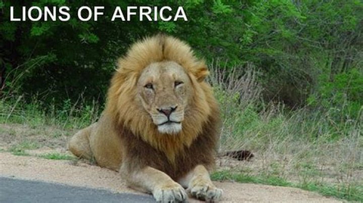 The Majestic Lions Of Africa: A Cinematic Adventure
