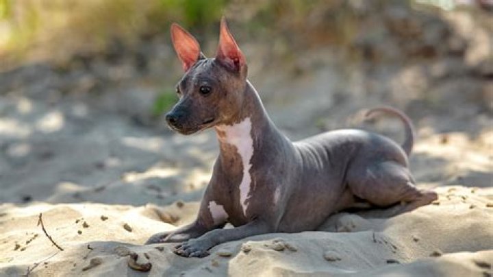 The Ultimate Guide To Hairless Dogs: All About Furless Canines
