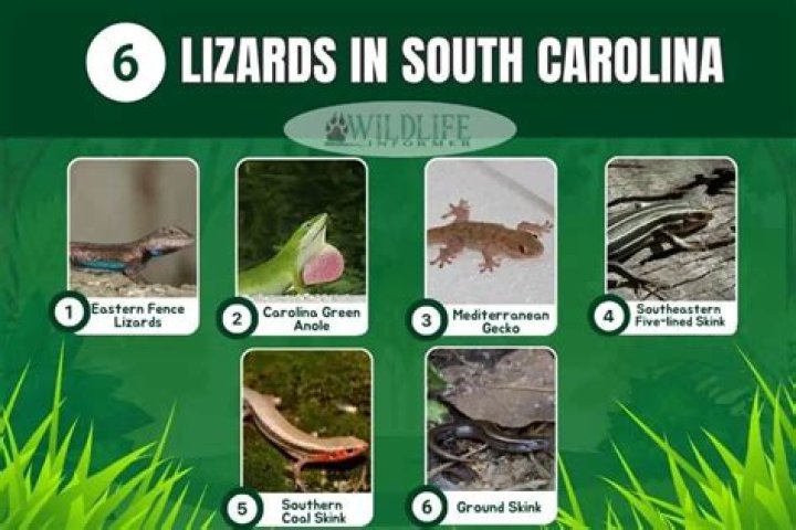 The Ultimate Guide To Lizards In South Carolina: Species, Habitats, And More