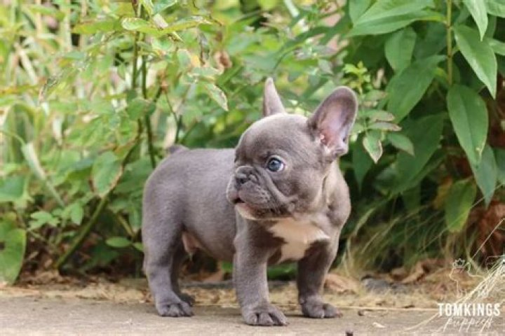 The Ultimate Guide To The Adorable Mini Frenchie