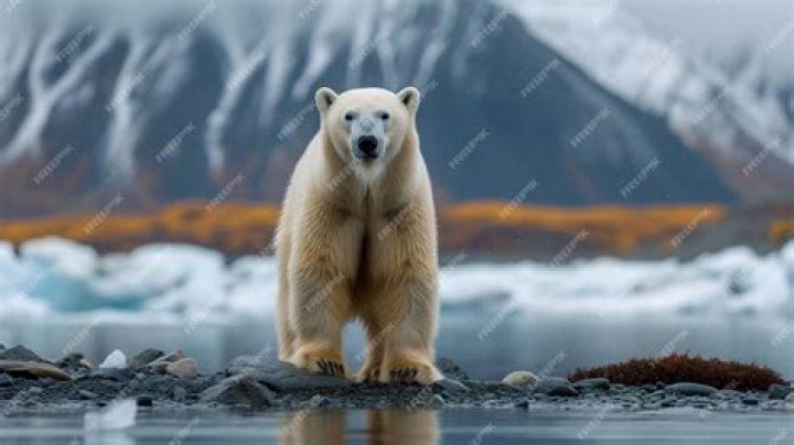 The Ultimate Guide To The Enchanting Bear Of The Arctic: The Bear Kpkuang