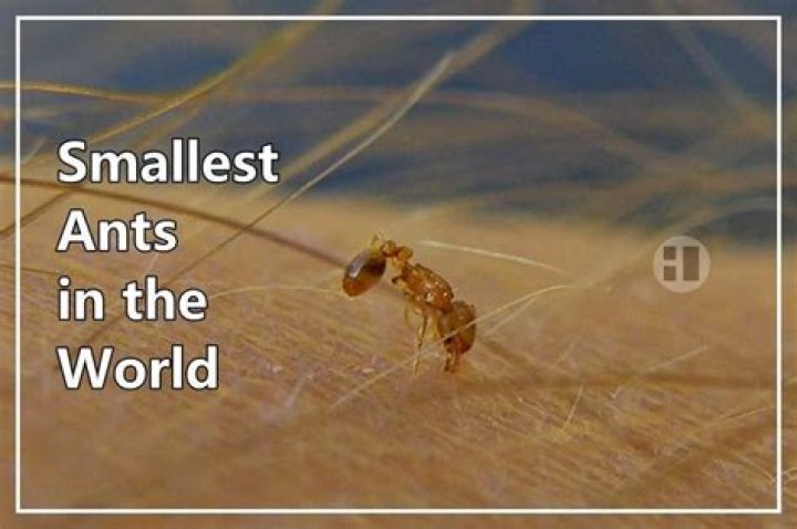 The World's Tiniest: The Extraordinary Lives Of The Smallest Women