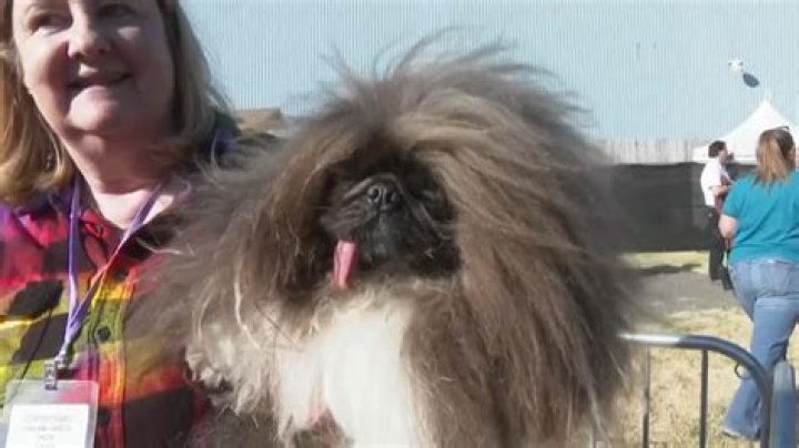 The World's Ugliest Dog: A Canine Conundrum