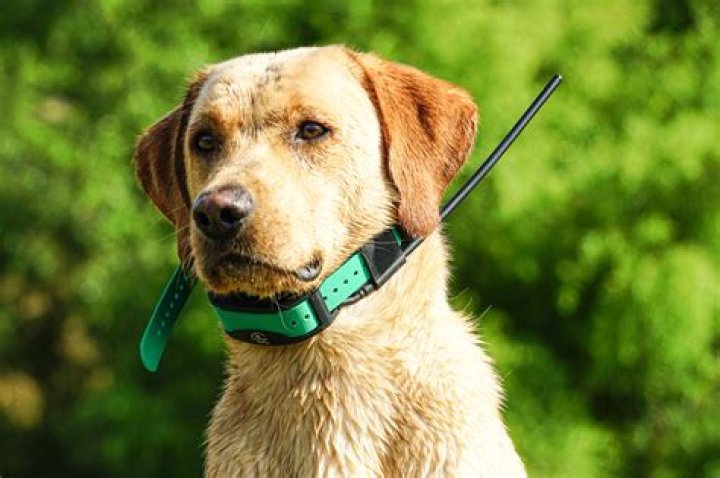 Top-Rated GPS Dog Collars: Secure Your Furry Friend's Safety