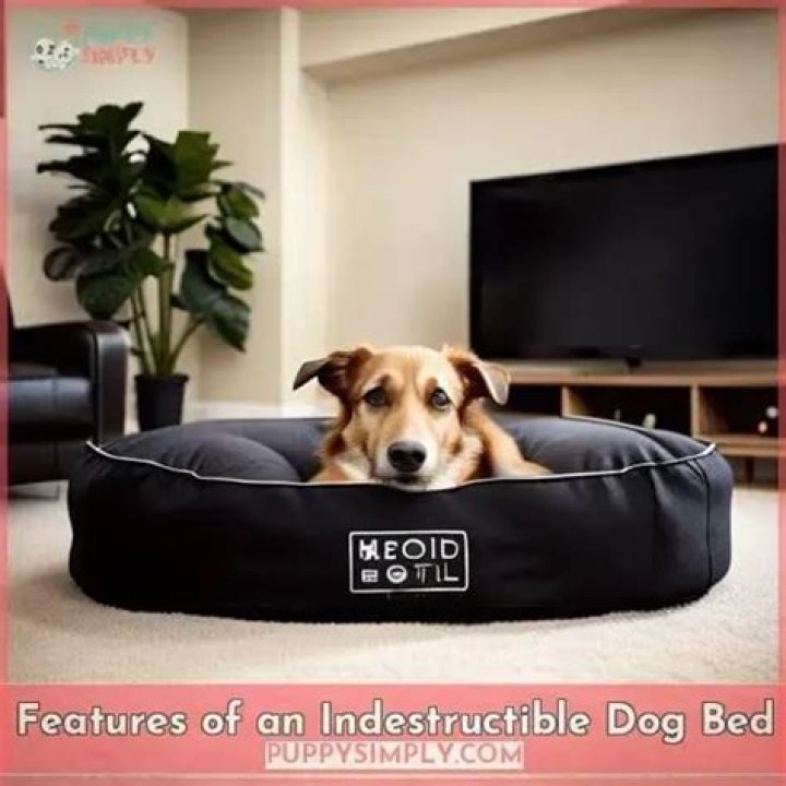 Ultimate Guide: Indestructible Dog Beds For Power Chewers