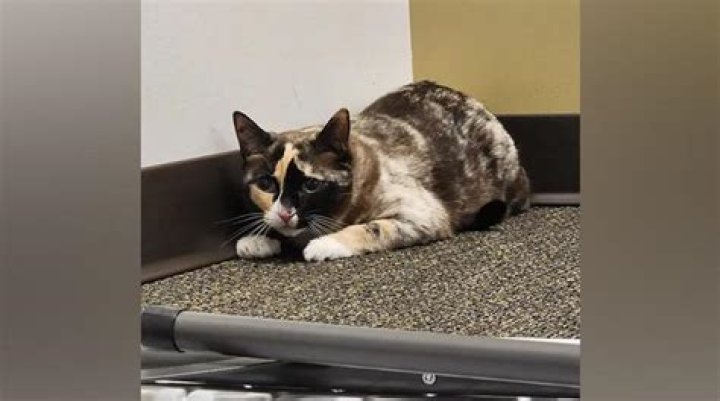 Unbelievable: Cat Discovered Inside Amazon Box!