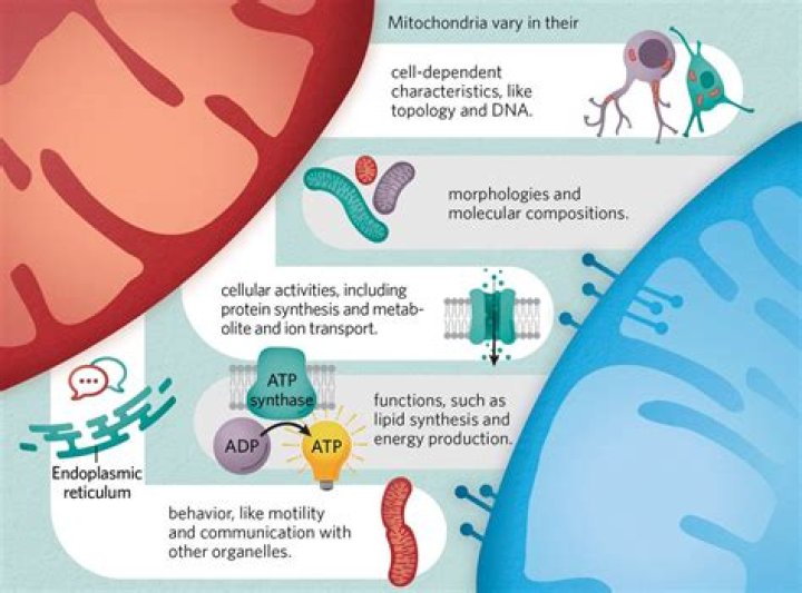 Uncover The Multifaceted World Of Phoebe Tonkin: From Acting To Advocacy