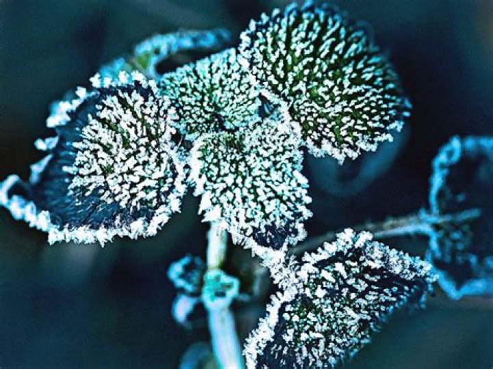 Understanding The Menthol Feeling In Chest: Causes And Effects