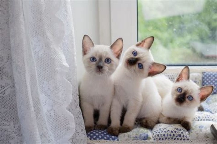 Undiscover The Enchanting World Of Katmovueshd: Explore The Unseen