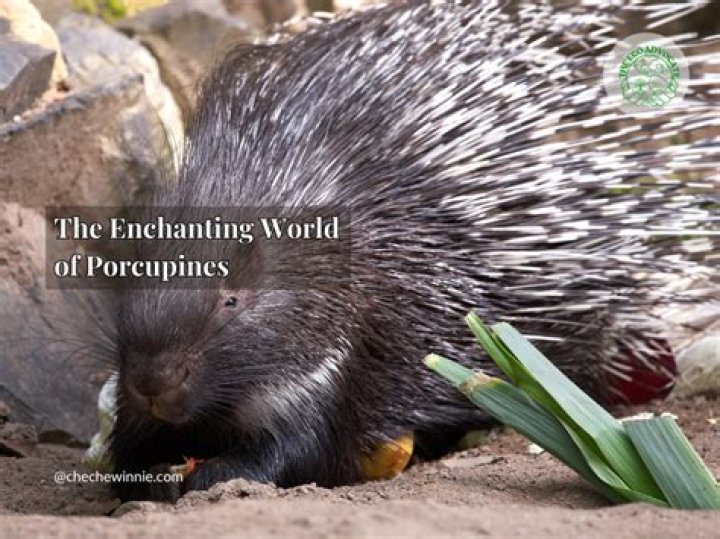 Unveil The Enchanting World Of Lindsay Watson: A Biography Of Discoveries