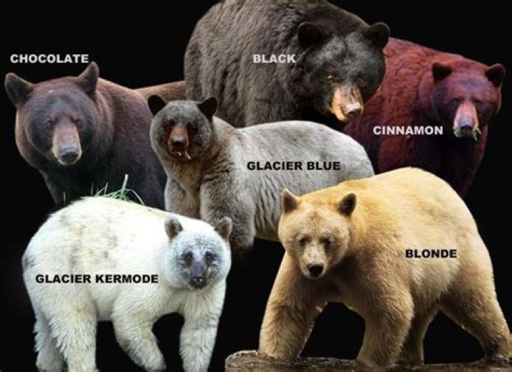Unveil The Secrets Of The Black Bear Phase: Discoveries And Insights Revealed