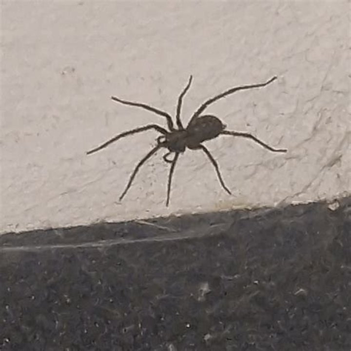 Unveiling Signs Of Spider Pregnancy