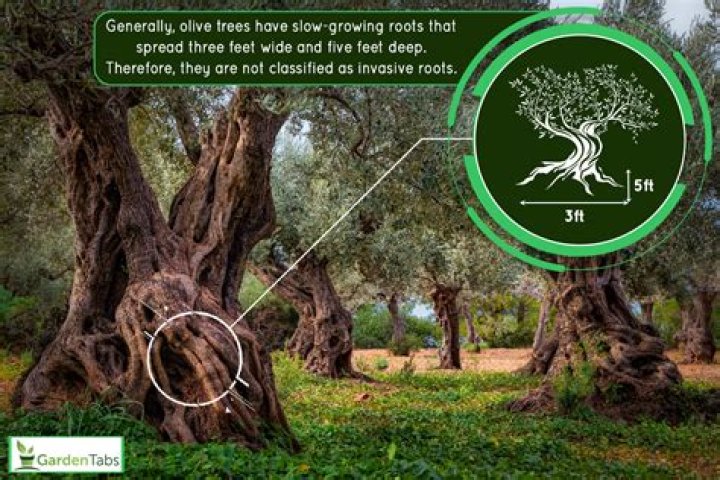 Unveiling SZA's Ancestry: The Roots Of Her Unique Legacy