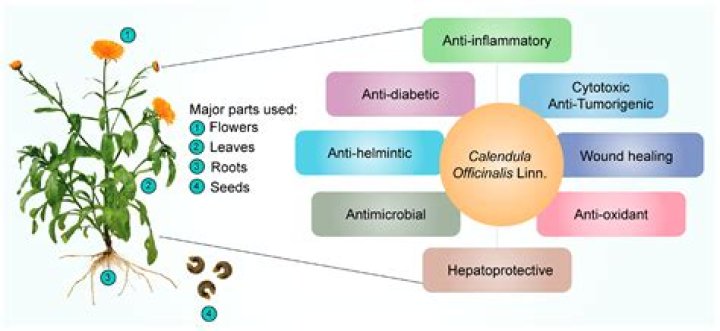 Unveiling The Multifaceted Sophia Stockwell: Discoveries And Insights