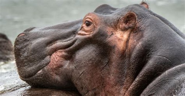 Unveiling The Wonders Of Hippos With Down Syndrome: Discoveries And Insights