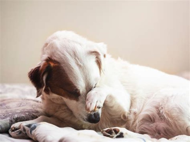 Why Does My Dog Smell Unbearably Like Fritos: An Odorous Mystery Unraveled